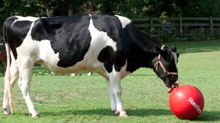 Holstein Cow