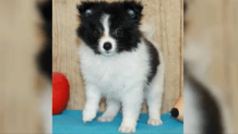 stolen puppy bella