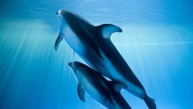 tlmd_07_shedd_aquarium_dolphin