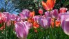 Richardson Farm Tulip Fest likely opening next week, organizers say