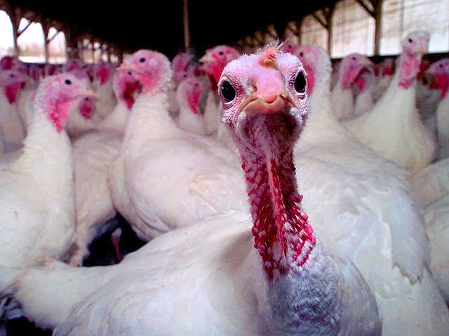 turkeysfix