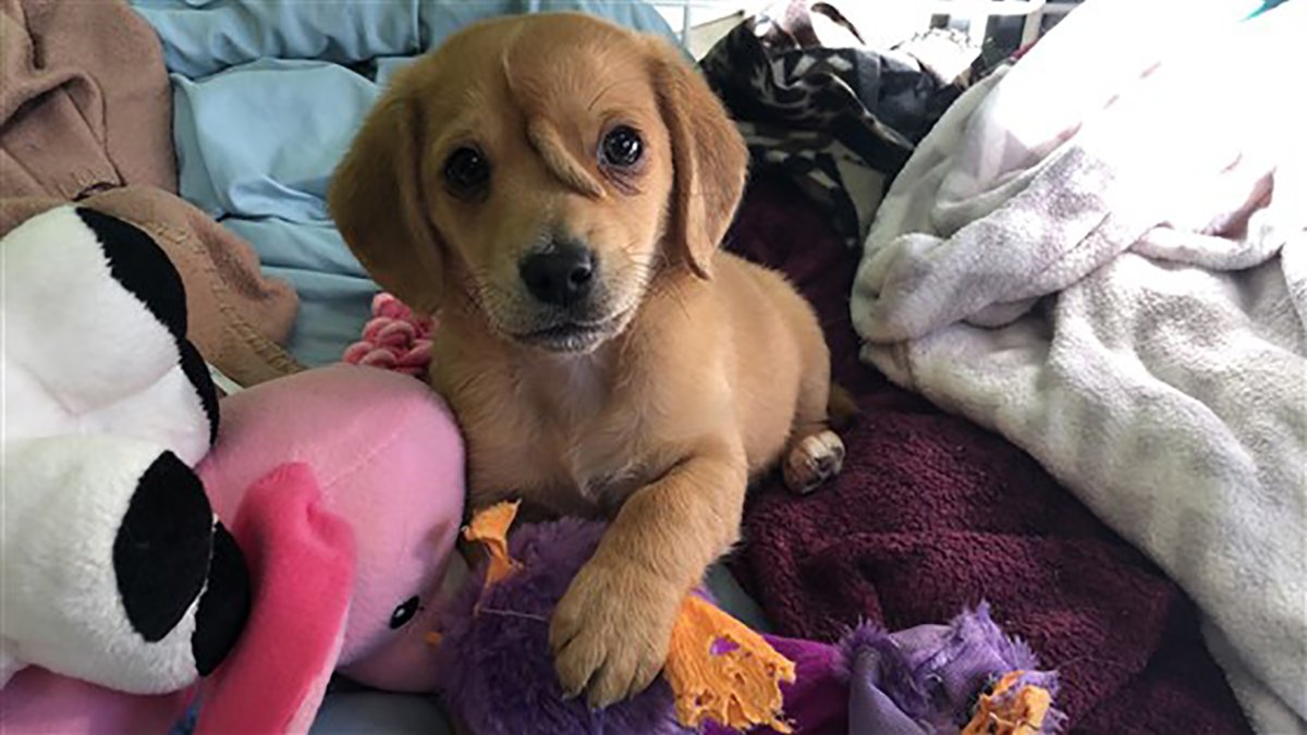 ‘Unicorn Puppy’ Will Stay With Missouri Rescue Mission NBC Chicago