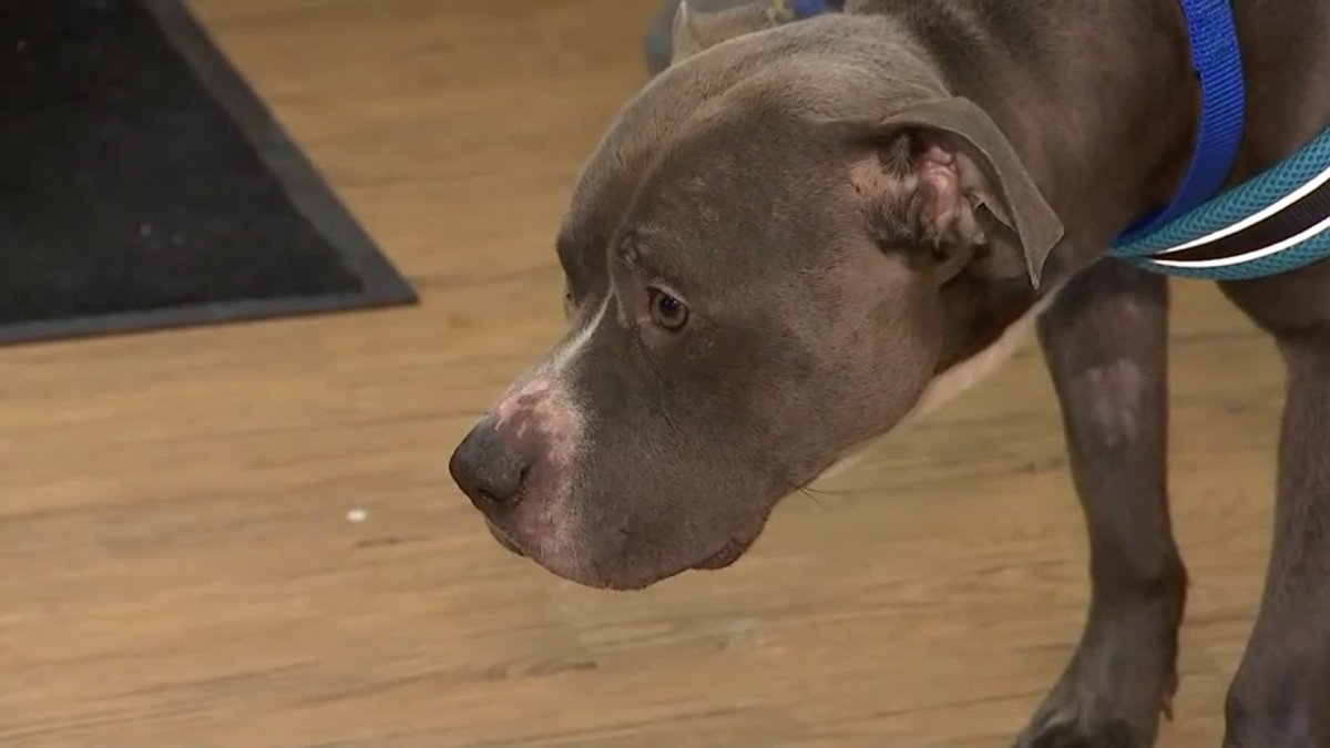 $5,000 Reward Offered to Find Out Who Abandoned Pit Bull in Trash Bag ...