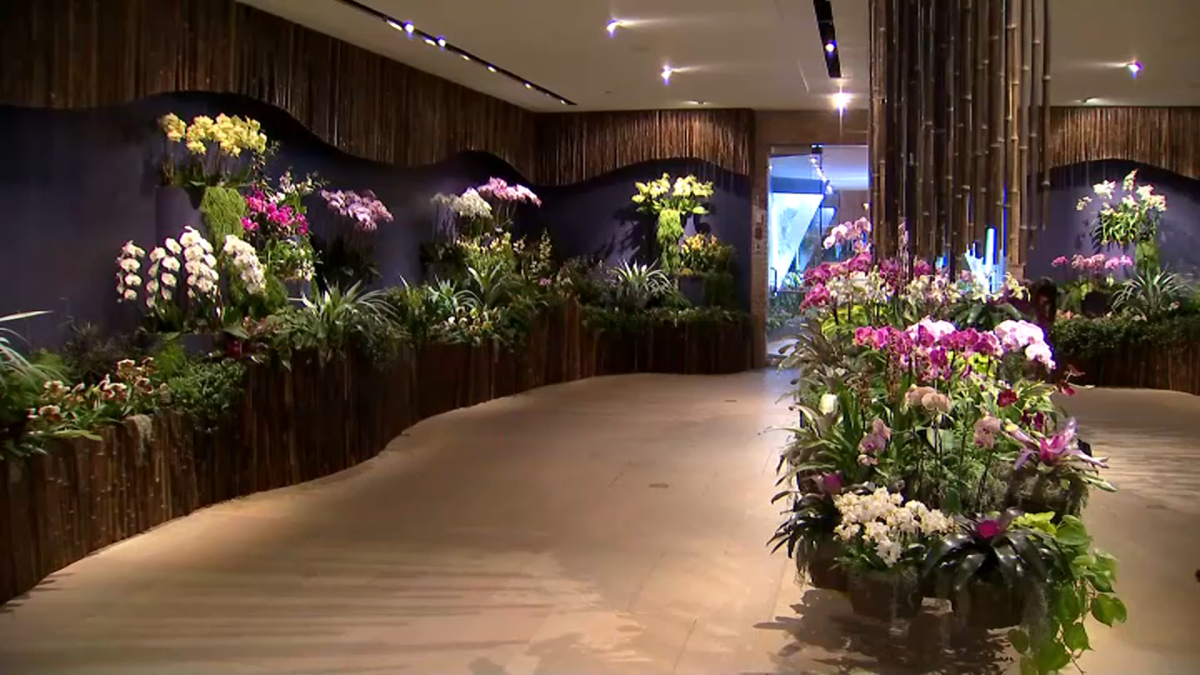 Chicago Botanic Garden Hosts Orchid Show NBC Chicago