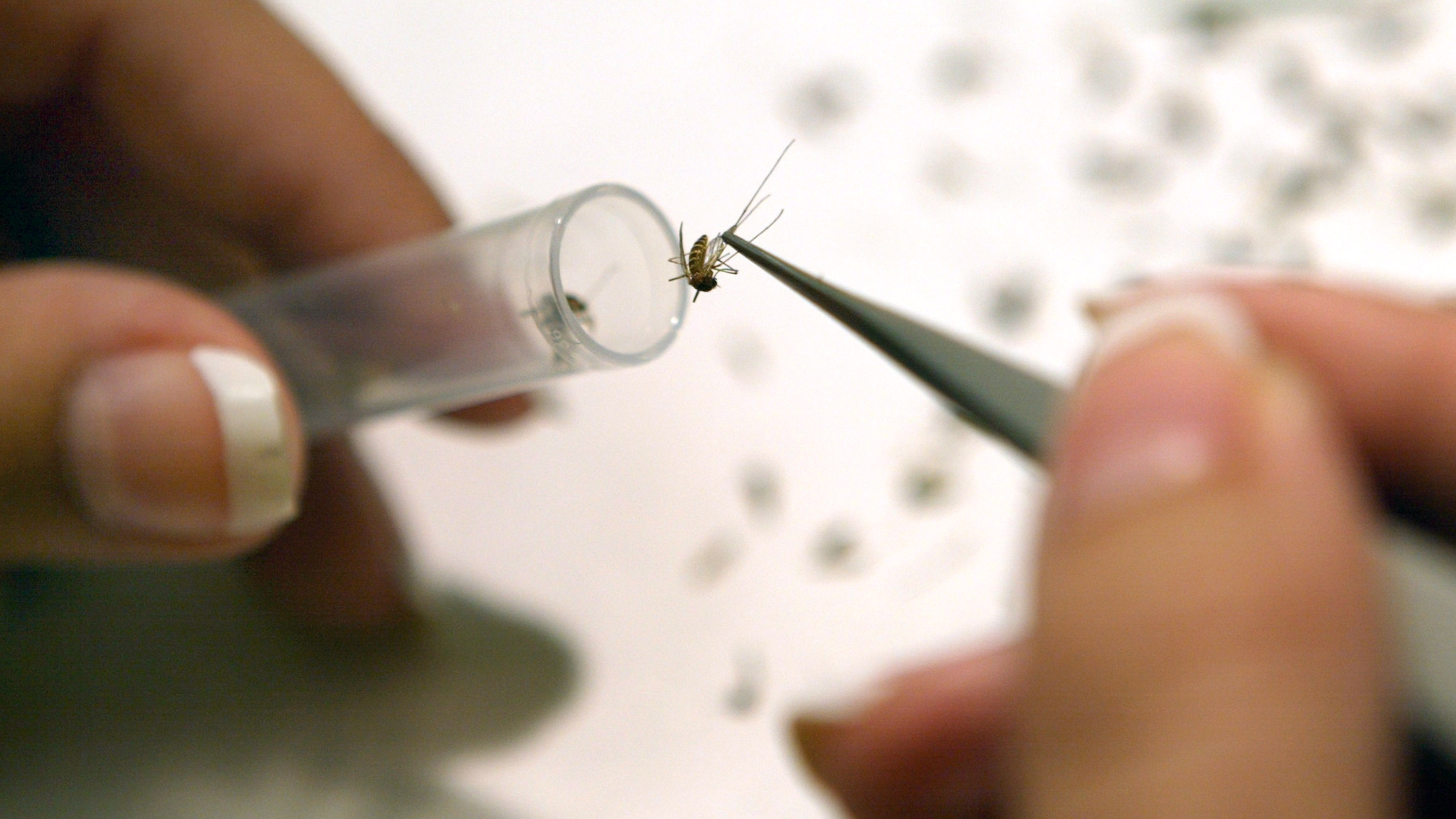 Illinois Officials Report First Human Case, Death Related to West Nile Virus in Cook County