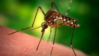 Health Officials Report Mosquitoes Positive for West Nile Virus in North Suburbs