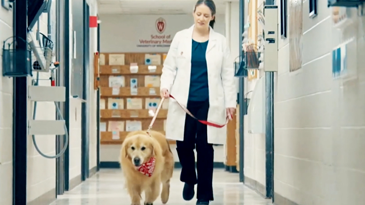 Dog to Star in Super Bowl Commercial After Surviving Cancer NBC Chicago