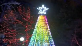 zoolights