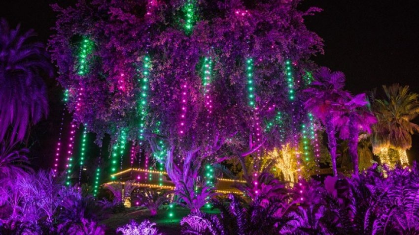 zoolights1234334