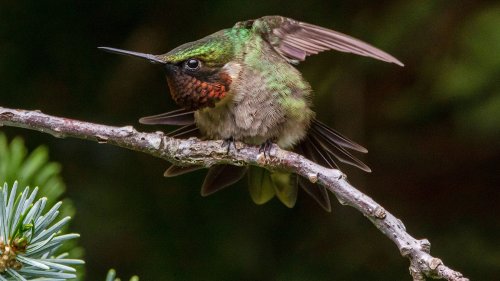 When Will Hummingbirds Leave Illinois? Here's When Experts Say Fall Migration Will Peak