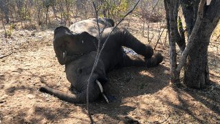 A dead elephant is seen in Hwange National park, Zimbabwe, Saturday, Aug. 29, 2020. A spokesman for Zimbabwe's national parks said on Wednesday, Sept. 2 the number of elephants dying in the country's west from a suspected bacterial infection, possibly from eating poisonous plants, has risen to 22 and more deaths are expected.