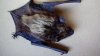 Rabid bat found near homes in north suburbs; residents advised to get pets vaccinated ‘immediately'