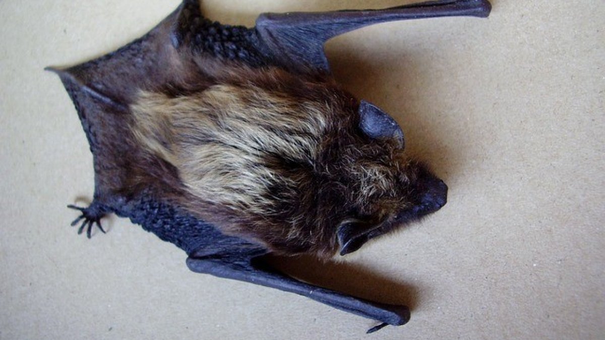 Rabid bat found near homes in north suburbs; residents advised to get pets vacci...