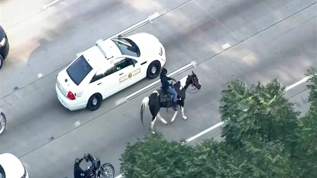 Sky 5 ‘census Cowboy Rides Horse On Dan Ryan Expressway Nbc Chicago