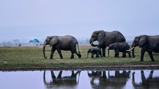 Elephants walking along the edge of one of the seasonal lakes at the Amboseli National Park