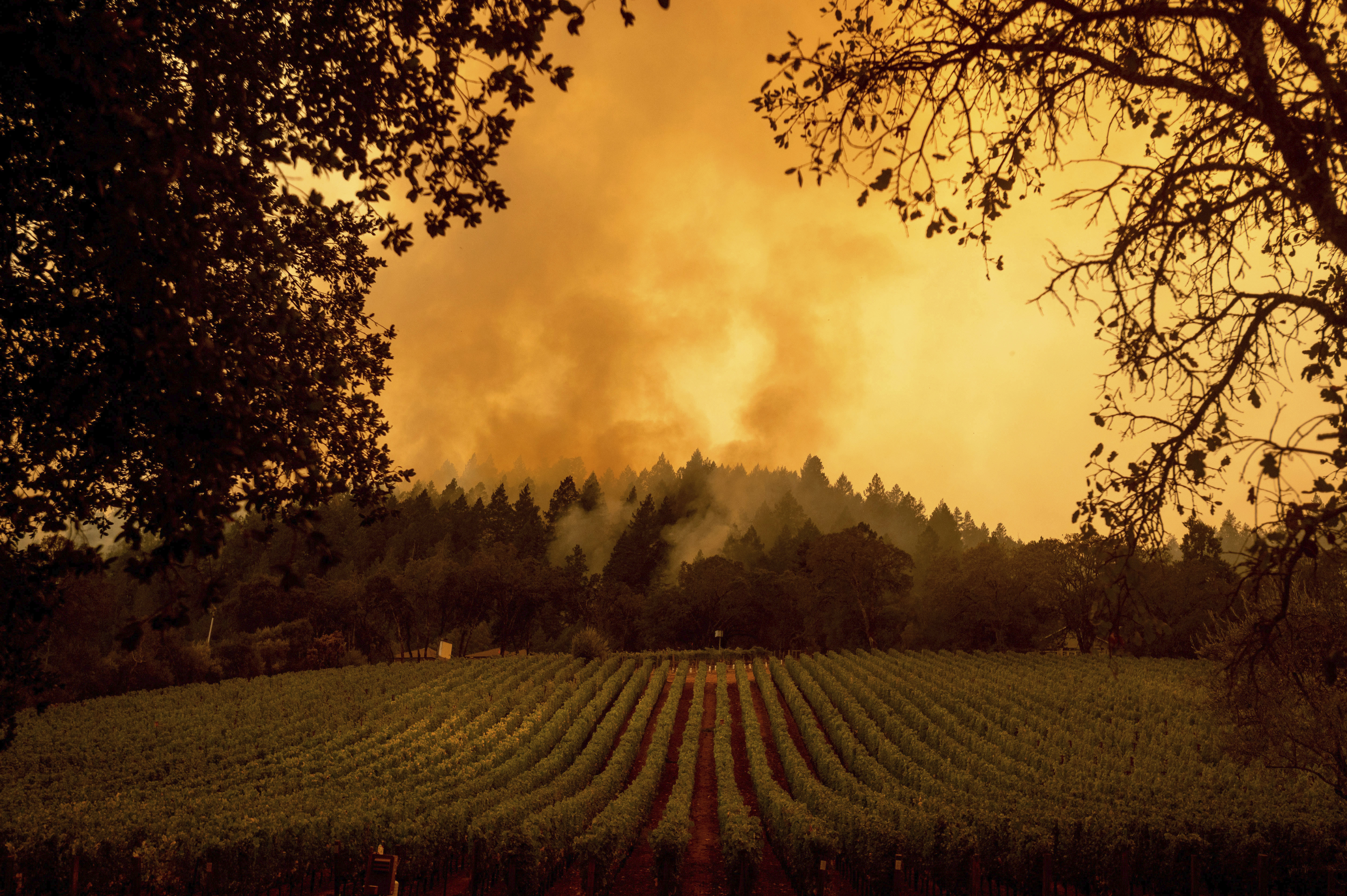 Smoke rises over a vineyard as the Glass Fire burns, Monday, Sept. 28, 2020, in Calistoga, Calif.