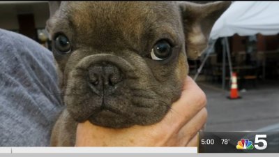 Shelter Fights To Keep 17 Dogs Rescued At O Hare Airport In The Us Nbc Chicago