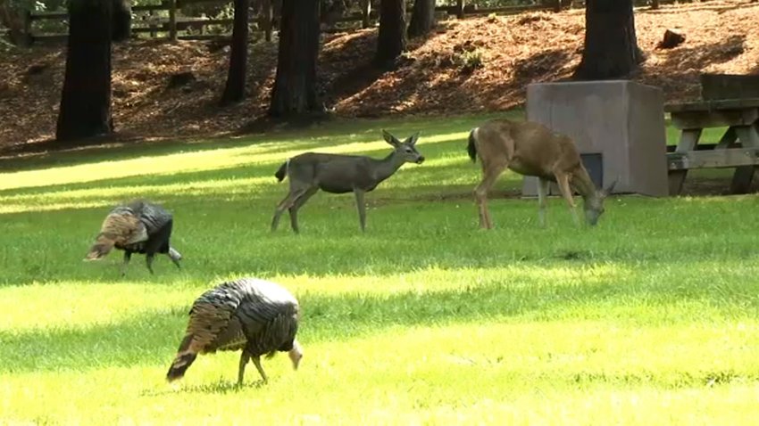 Wildlife in the hills near Saratoga.