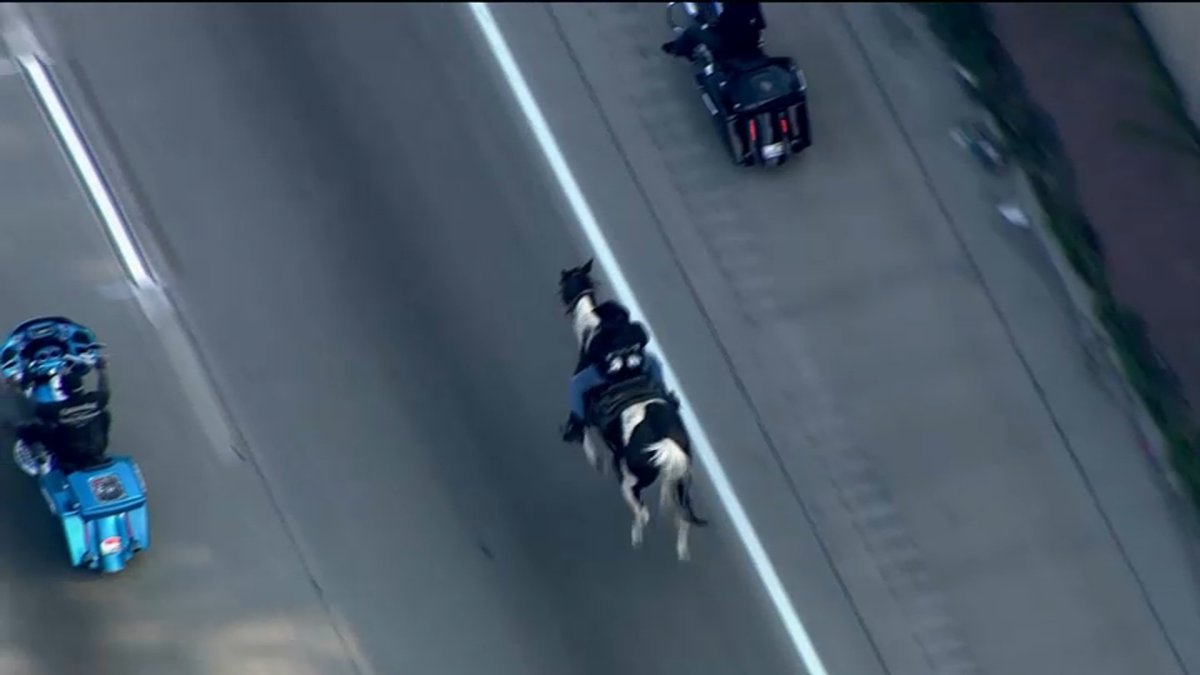 ‘Census Cowboy’ Taken Into Custody After Riding Horse on Dan Ryan ...