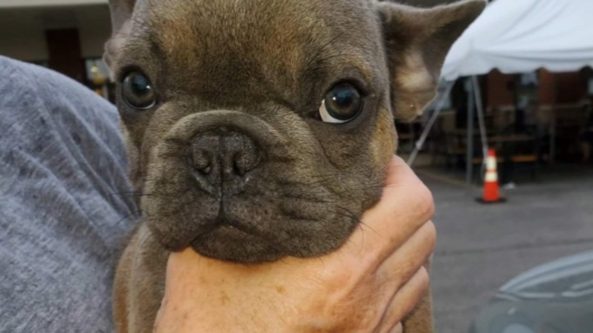 French Bulldog Puppies Rescued in Chicago Caught in