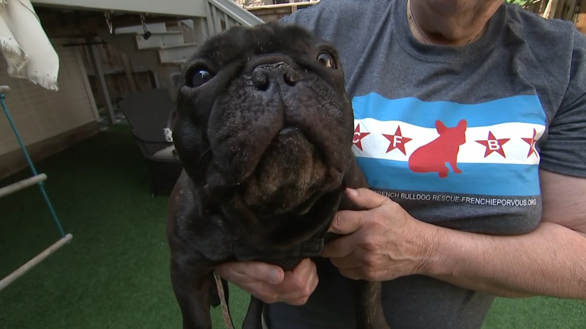 Rescued French Bulldog Puppies To Be Placed In Foster Homes After Quarantine Nbc Chicago