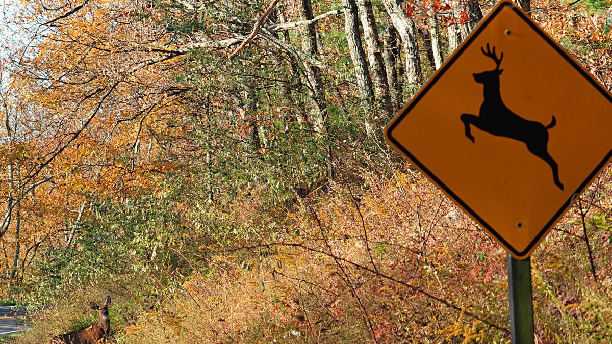 Why collisions with deer may increase as daylight saving time ends and what you should watch for