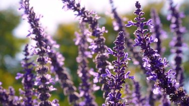 Chicago Botanic Garden to Charge Admission Fee For First Time Ever ...