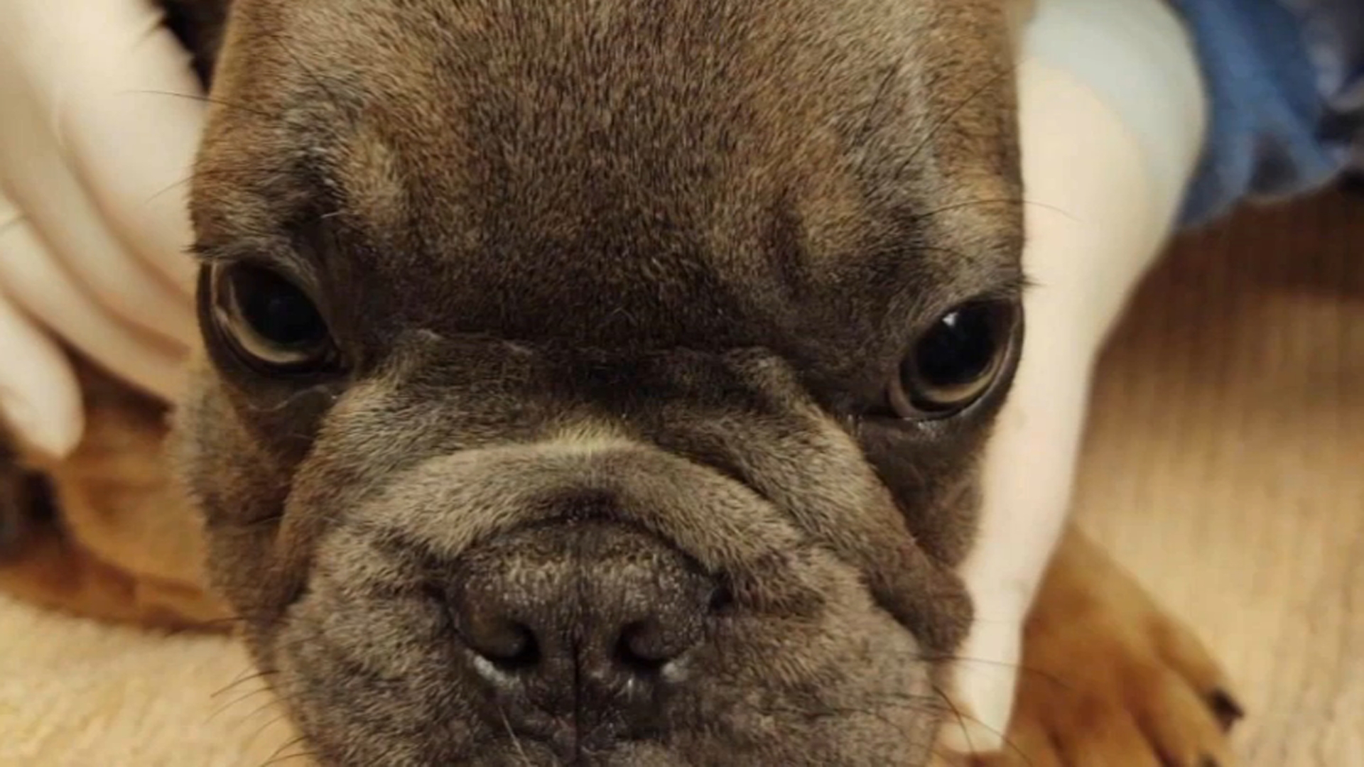 French Bulldog Puppies Rescued in Chicago Allowed to Stay
