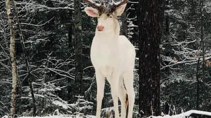 Wild Albino Buck Found in Wisconsin’s Vilas County – NBC Chicago