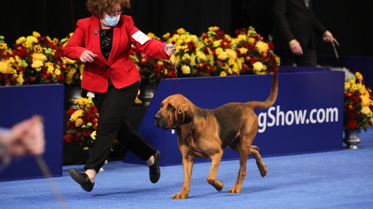 How to watch the 2023 'National Dog Show' – NBC Chicago - Vimarsana News