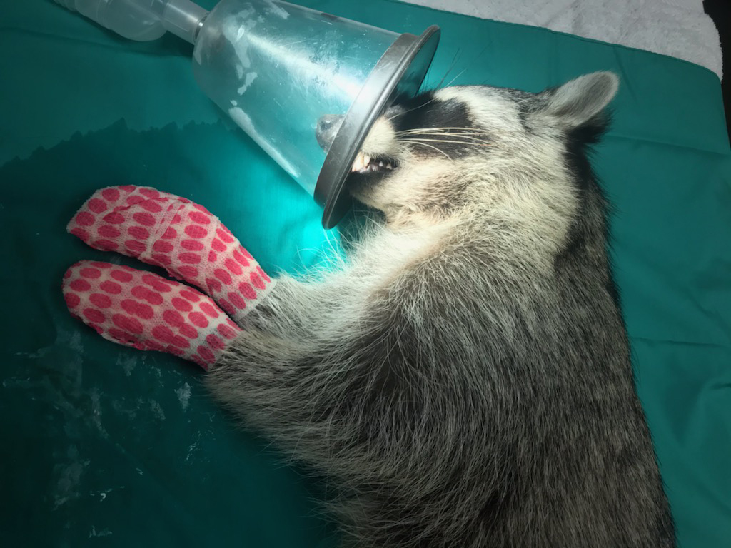 Burnie the Raccoon Who Was Hurt in the California Wildfires Is Healed