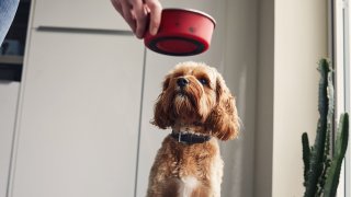 Woman feeding her pet dog