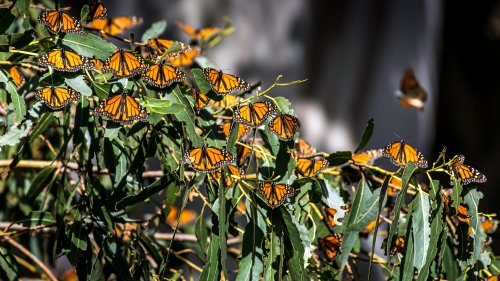 Monarch Migrations Peak Tomorrow in Chicago. Here's What to Know