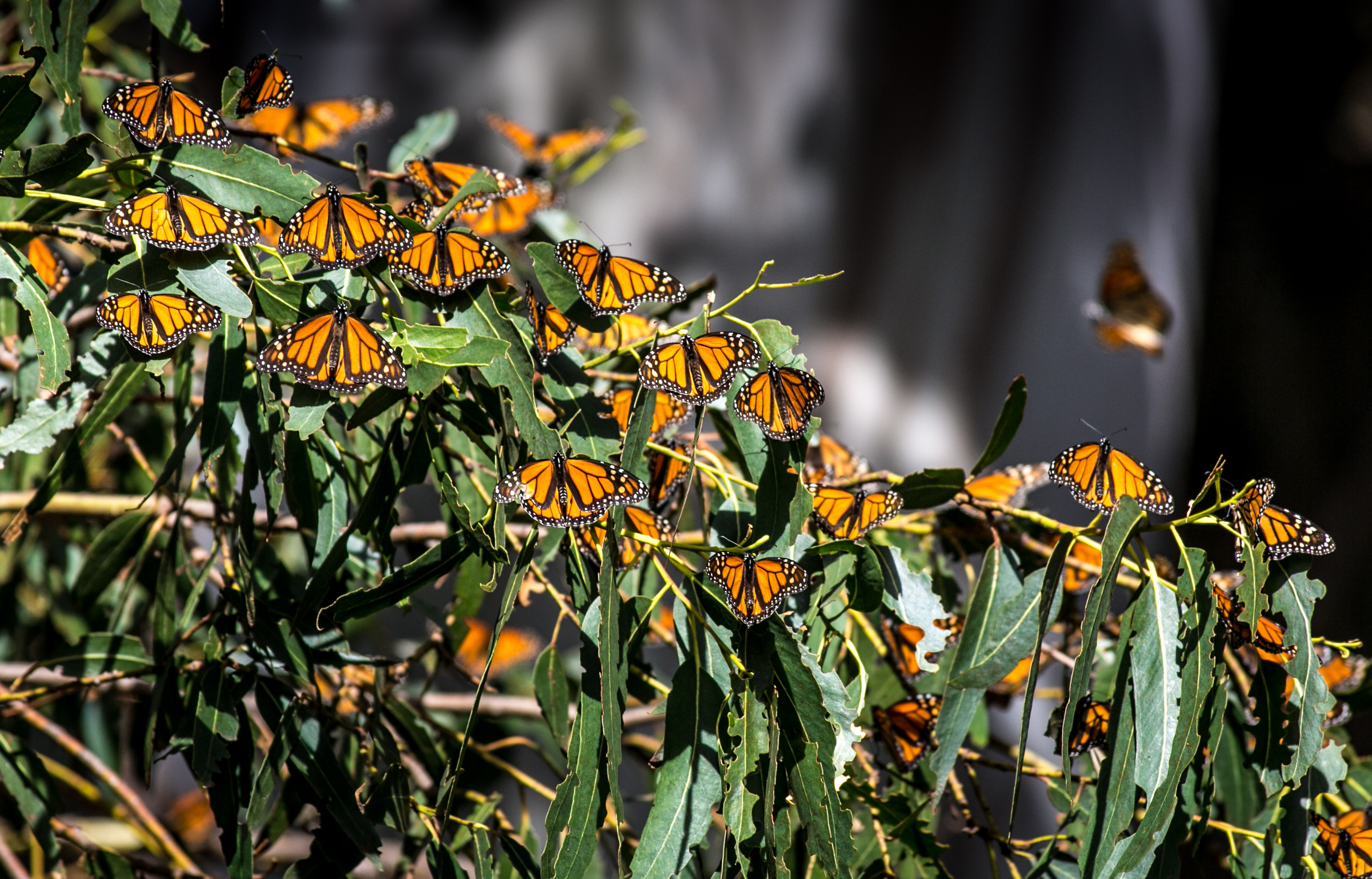 Monarch Migrations Peak Tomorrow in Chicago. Here's What to Know