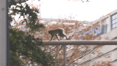 Curious Monkey Gets Loose in Japanese City