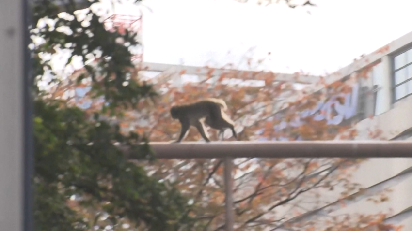 Curious Monkey Gets Loose in Japanese City