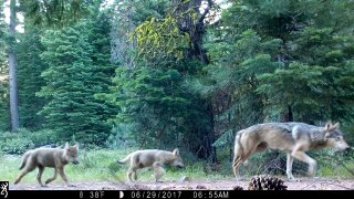 A female gray wolf and two of the three pups