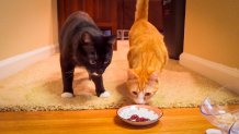 two cats examining a small dish of raw chicken liver