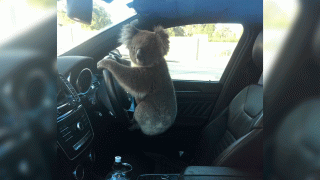 This photo released by Nadia Tugwell, shows a koala inside Tugwell's car in Adelaide, Australia on Monday, Feb. 8, 2021.