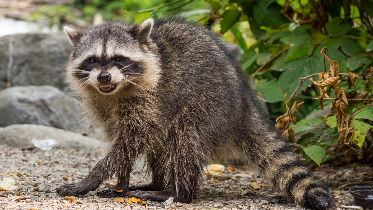 Charges Filed Against Woman Who Brought Raccoon to Bar – NBC Chicago - Vimarsana News