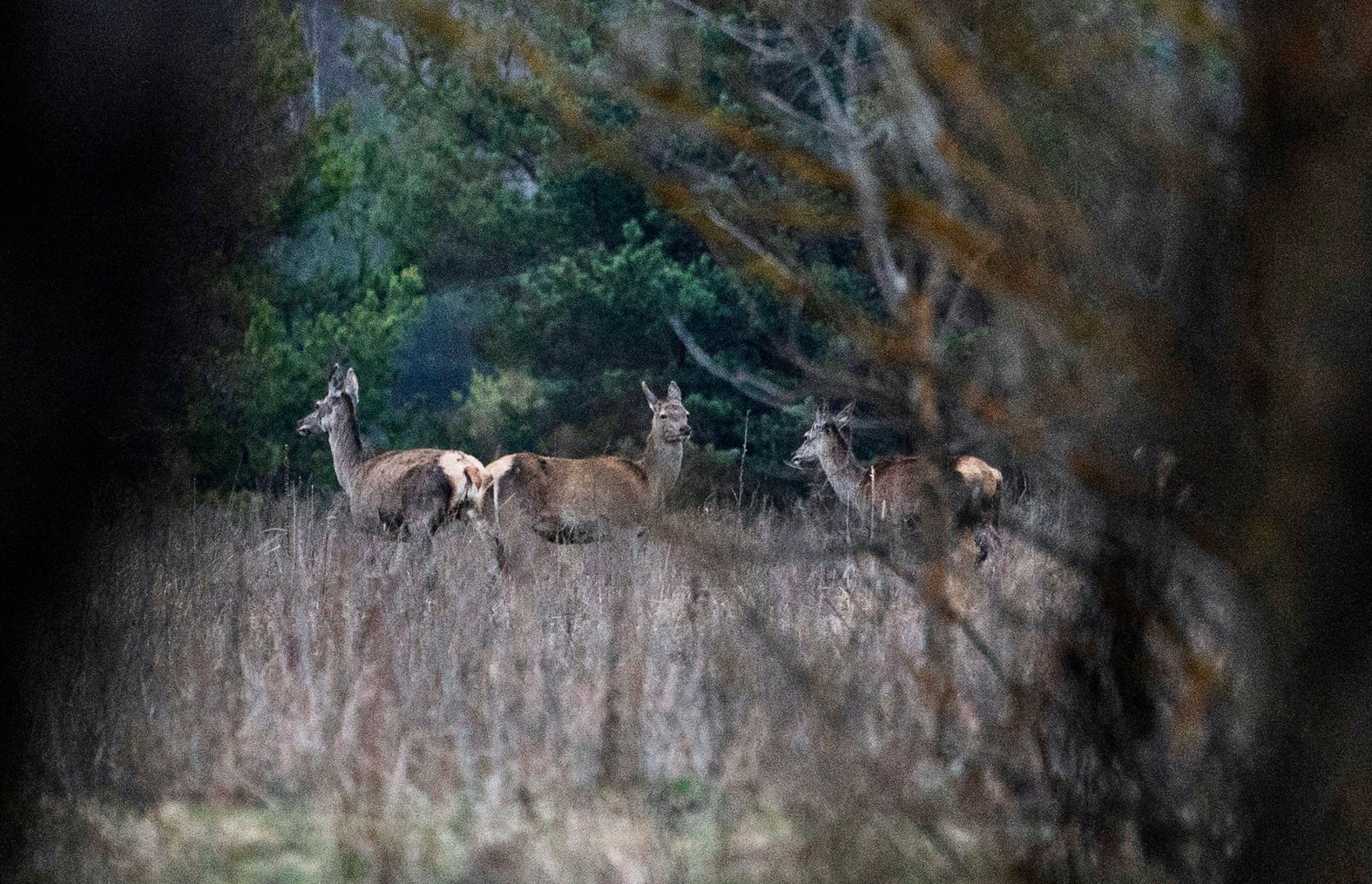 Nature In Chernobyl Chernobyl Exclusion Zone in Pictures – NBC Chicago