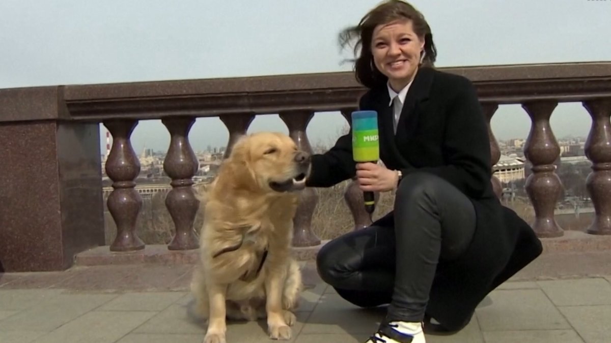 WATCH Dog Steals Microphone From Reporter on Live TV NBC Chicago