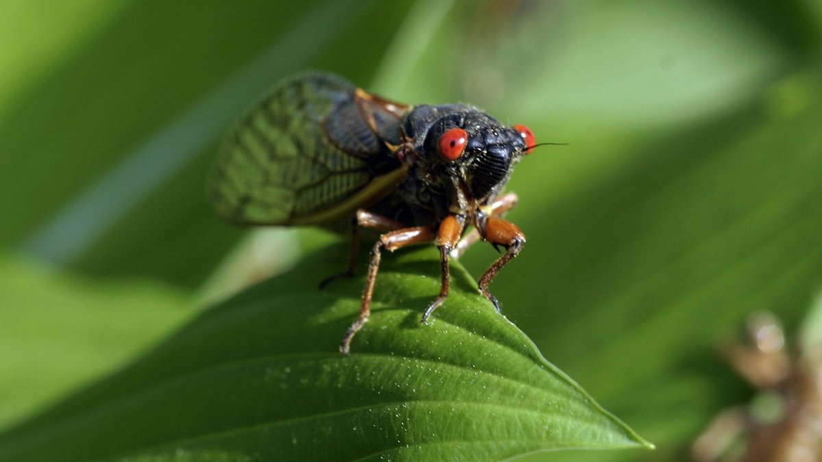 When Are Cicadas Coming to Illinois? Some Are Already Seeing the Return
