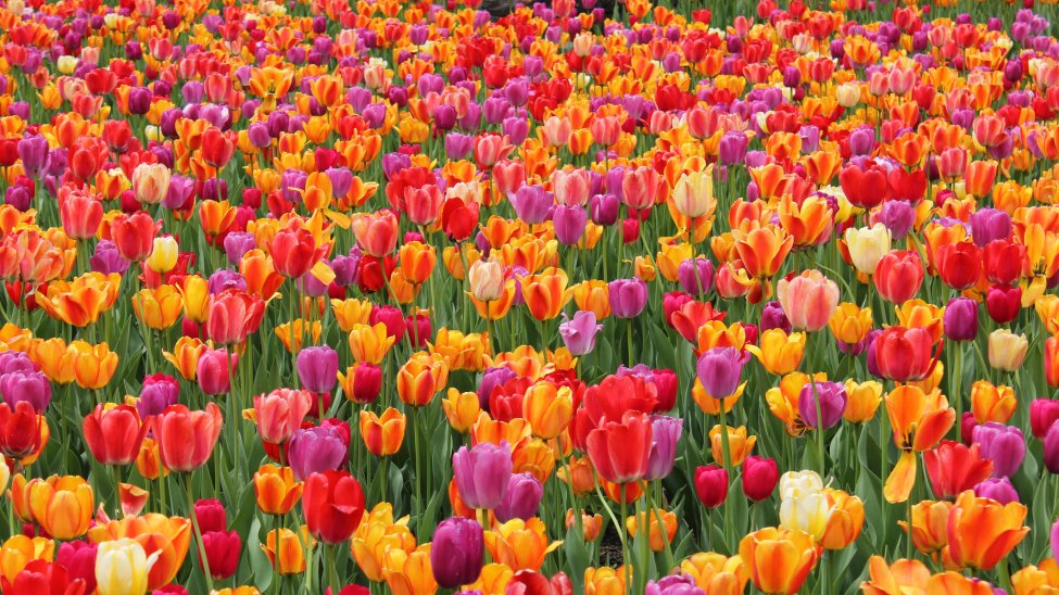 Spring Tulip Festival Opens Friday at ChicagoArea Farm NBC Chicago