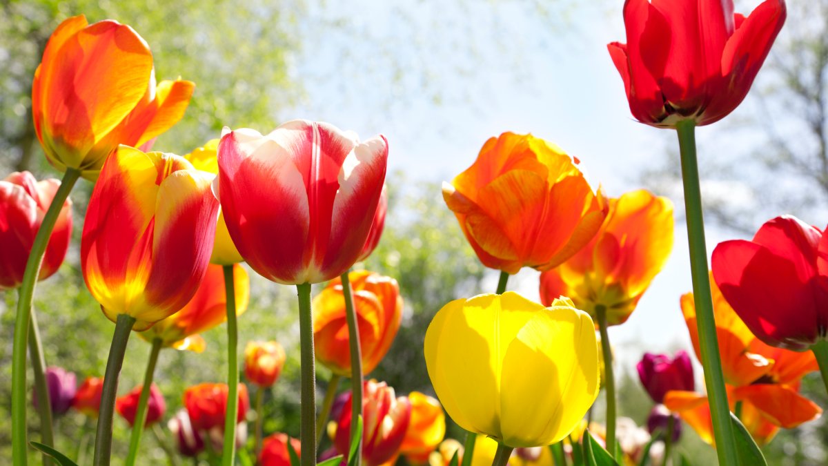 Illinois Tulip Festival, Botanic Gardens Where to See Stunning Spring
