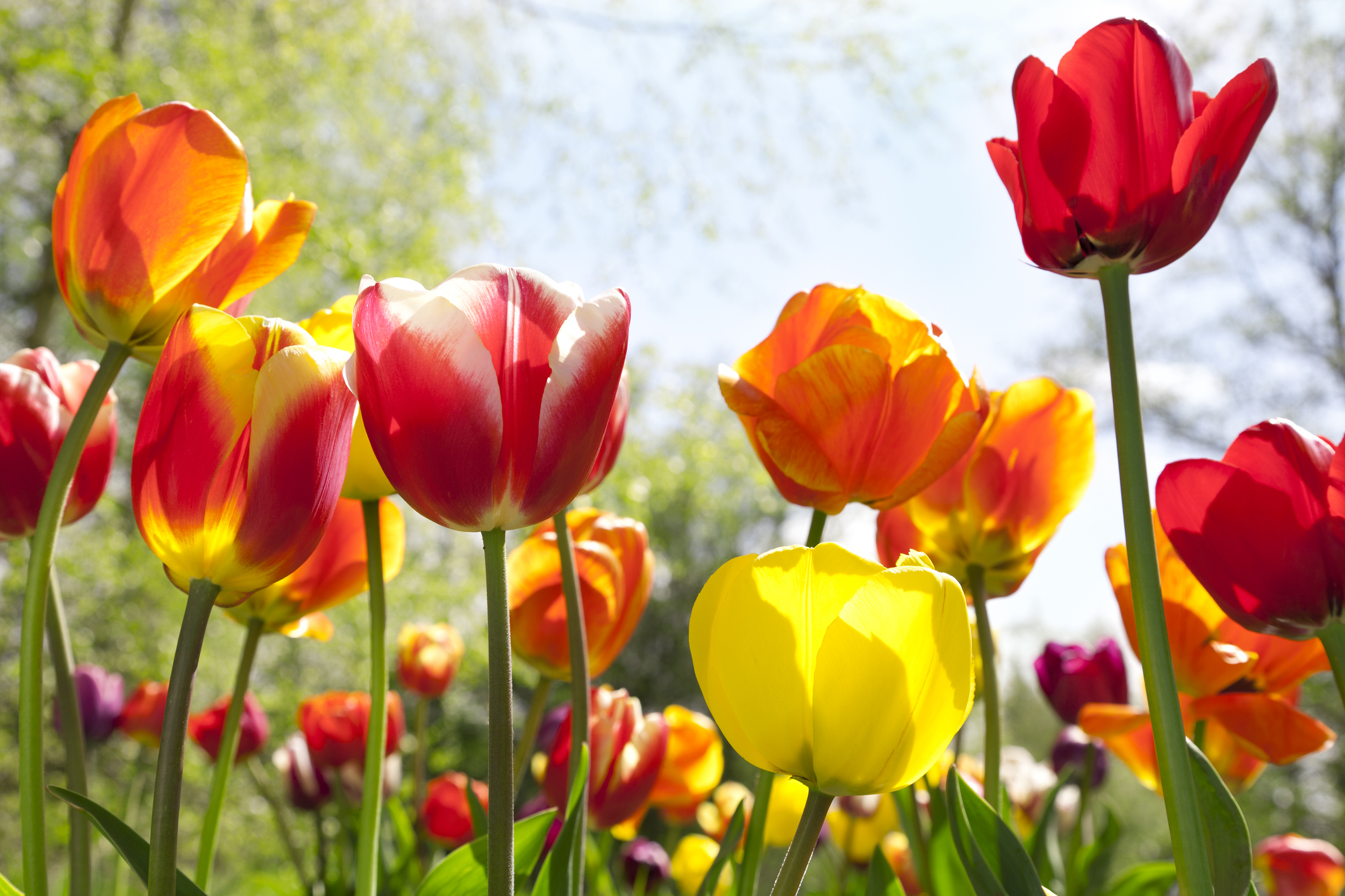 Chicago-Area Tulip Festival to Debut Sunday, Just in Time For Mothers Day