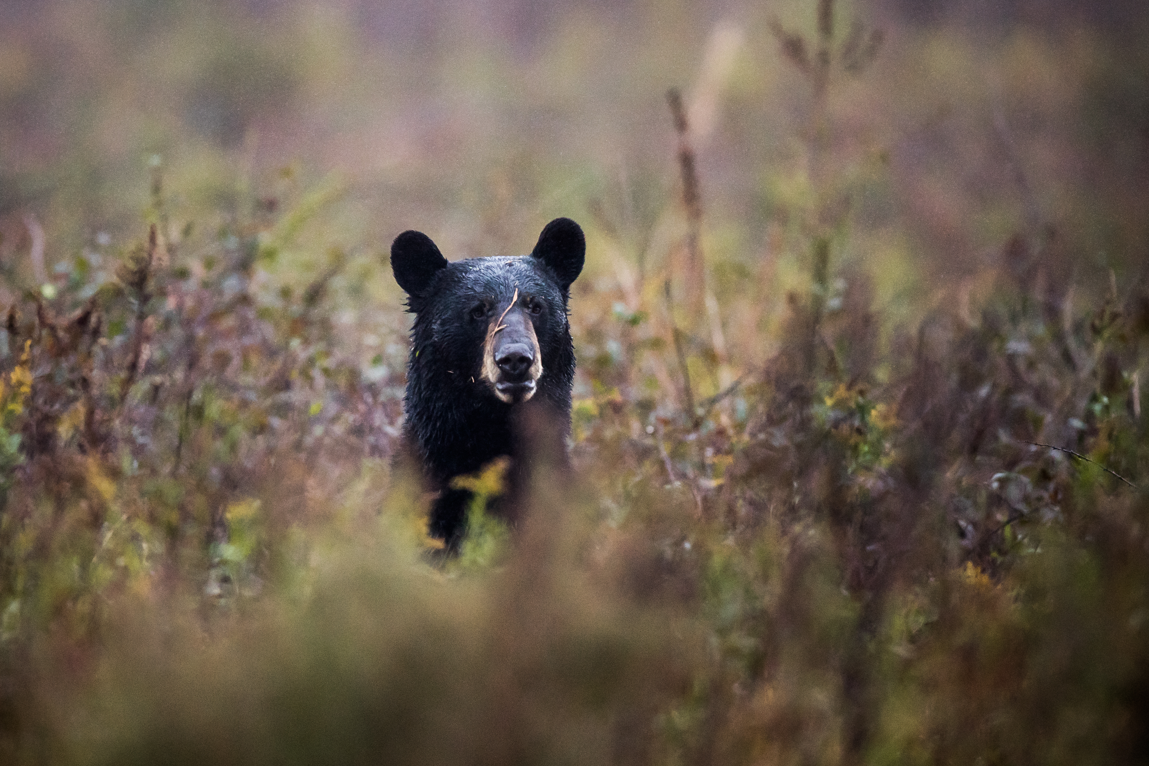 Does the Chicago of “The Bear” Exist? (And Do We Care?) - Dwell