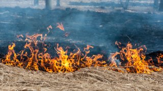 The forest fire. Dry grass on the forest glade burns with small fire jets and bluish smoke