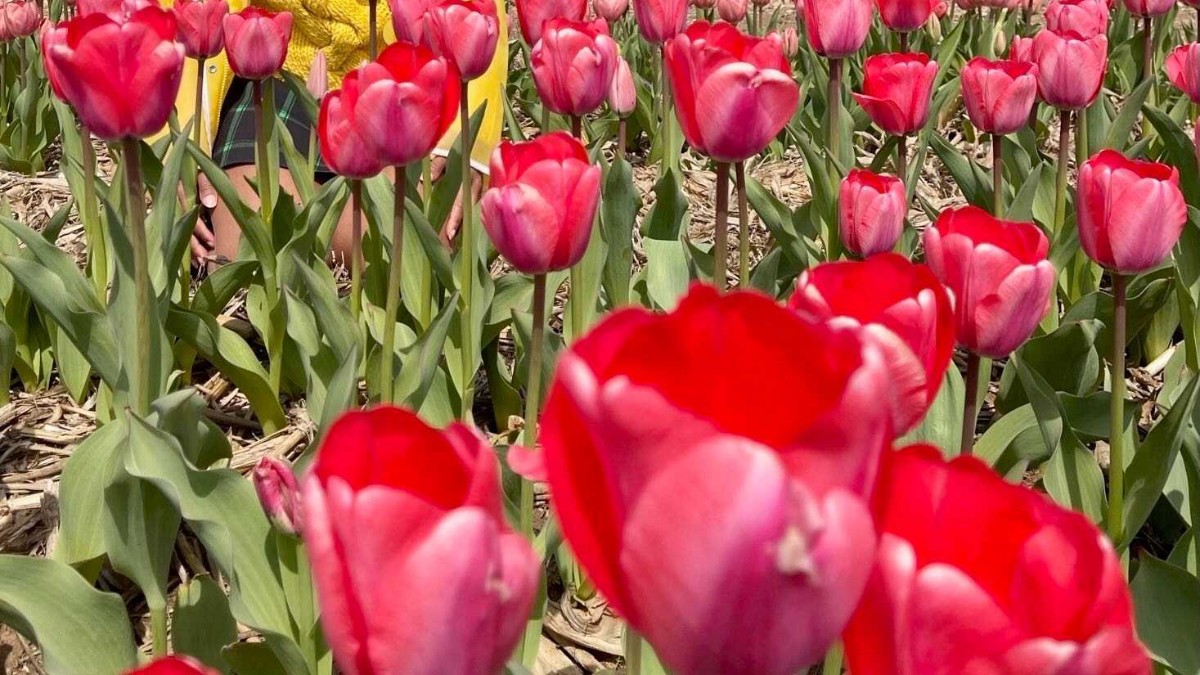 Illinois Farm’s Stunning Tulip Festival Now Open Daily But Check It