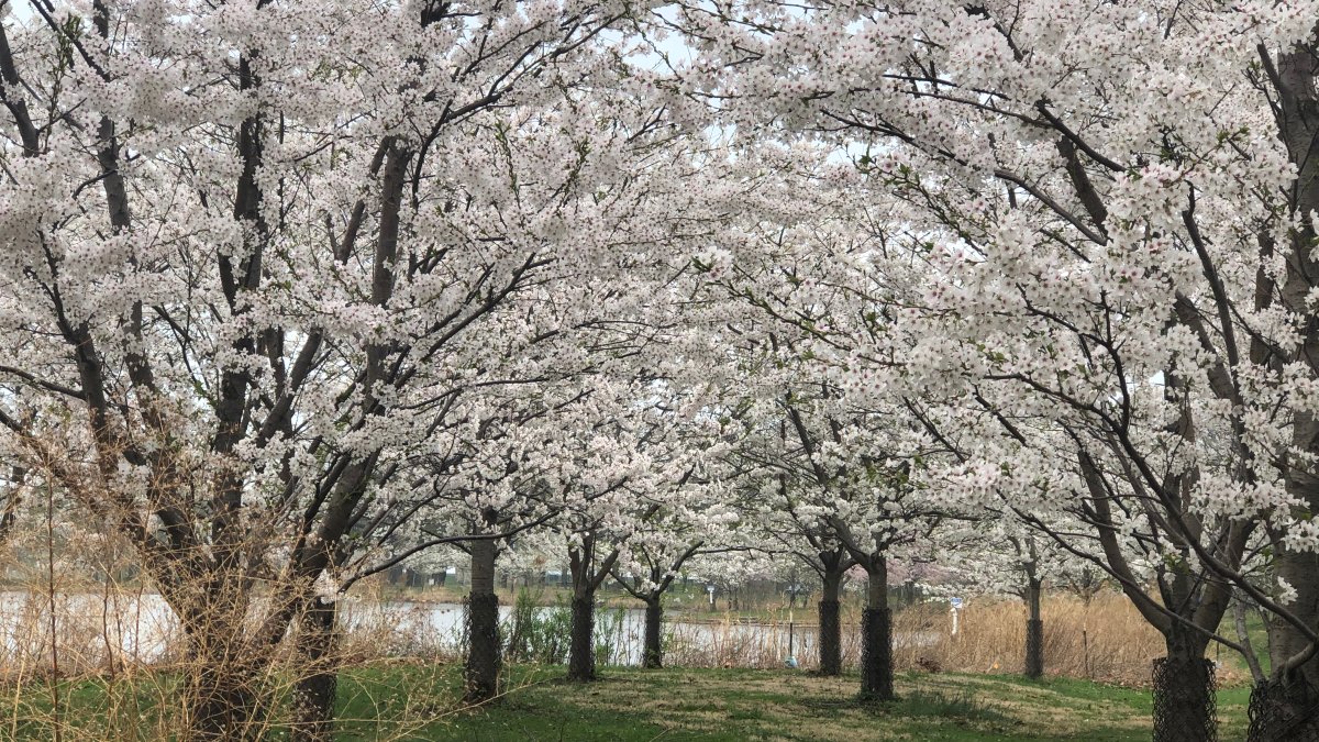 Cherry Blossoms in Full Bloom This Spring in Chicago’s Jackson Park